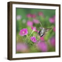 Ruby-throated Hummingbird female in flight feeding, Hill Country, Texas, USA-Rolf Nussbaumer-Framed Photographic Print