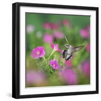 Ruby-throated Hummingbird female in flight feeding, Hill Country, Texas, USA-Rolf Nussbaumer-Framed Photographic Print