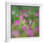 Ruby-throated Hummingbird female in flight feeding, Hill Country, Texas, USA-Rolf Nussbaumer-Framed Photographic Print