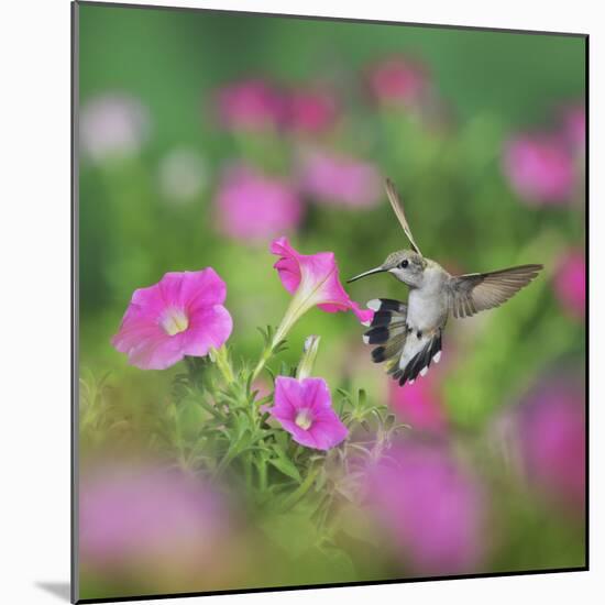 Ruby-throated Hummingbird female in flight feeding, Hill Country, Texas, USA-Rolf Nussbaumer-Mounted Photographic Print