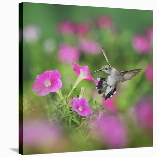 Ruby-throated Hummingbird female in flight feeding, Hill Country, Texas, USA-Rolf Nussbaumer-Stretched Canvas