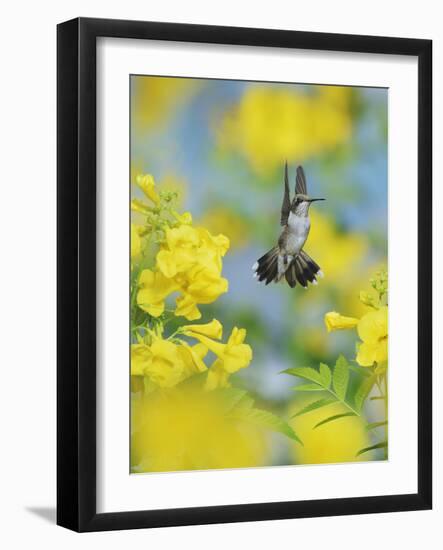 Ruby-throated Hummingbird female in flight feeding, Hill Country, Texas, USA-Rolf Nussbaumer-Framed Photographic Print