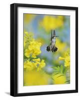 Ruby-throated Hummingbird female in flight feeding, Hill Country, Texas, USA-Rolf Nussbaumer-Framed Photographic Print