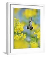 Ruby-throated Hummingbird female in flight feeding, Hill Country, Texas, USA-Rolf Nussbaumer-Framed Photographic Print