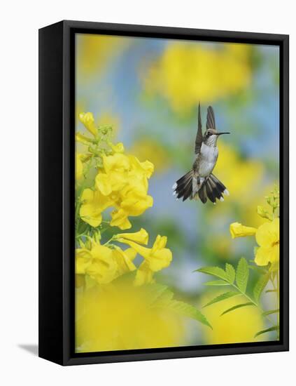 Ruby-throated Hummingbird female in flight feeding, Hill Country, Texas, USA-Rolf Nussbaumer-Framed Stretched Canvas