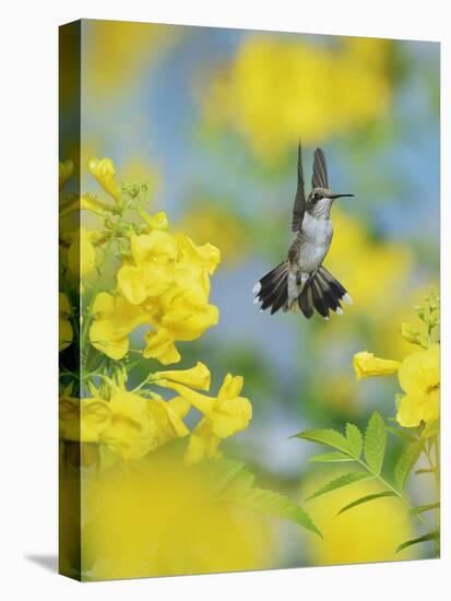 Ruby-throated Hummingbird female in flight feeding, Hill Country, Texas, USA-Rolf Nussbaumer-Stretched Canvas