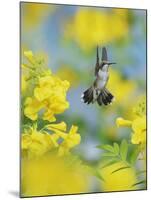 Ruby-throated Hummingbird female in flight feeding, Hill Country, Texas, USA-Rolf Nussbaumer-Mounted Photographic Print