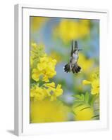 Ruby-throated Hummingbird female in flight feeding, Hill Country, Texas, USA-Rolf Nussbaumer-Framed Photographic Print