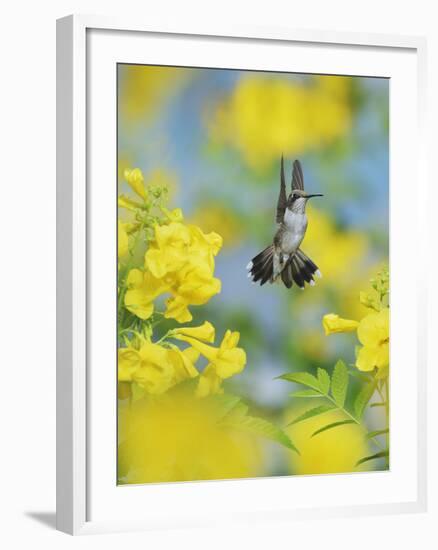 Ruby-throated Hummingbird female in flight feeding, Hill Country, Texas, USA-Rolf Nussbaumer-Framed Photographic Print