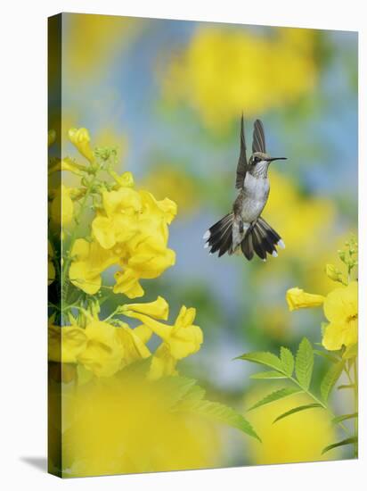 Ruby-throated Hummingbird female in flight feeding, Hill Country, Texas, USA-Rolf Nussbaumer-Stretched Canvas