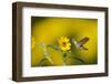 Ruby-throated hummingbird female nectaring, Texas, USA-Rolf Nussbaumer-Framed Photographic Print