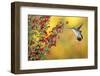 Ruby-Throated Hummingbird Female on Lady-In-Red Salvia, Shelby County, Illinois-Richard and Susan Day-Framed Photographic Print