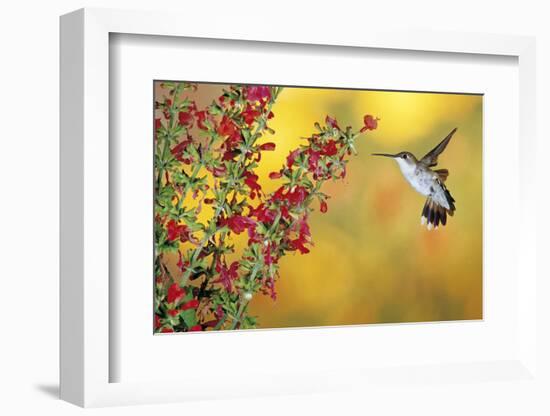 Ruby-Throated Hummingbird Female on Lady-In-Red Salvia, Shelby County, Illinois-Richard and Susan Day-Framed Photographic Print