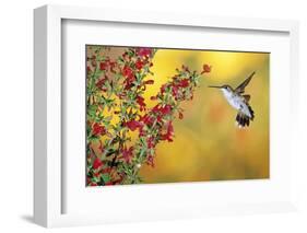 Ruby-Throated Hummingbird Female on Lady-In-Red Salvia, Shelby County, Illinois-Richard and Susan Day-Framed Photographic Print