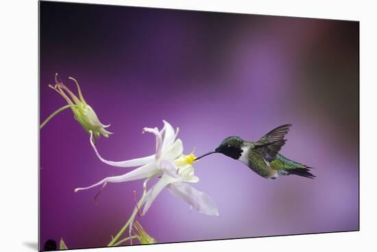 Ruby-Throated Hummingbird Female on Mckana's Hybrid Columbine, Shelby County, Illinois-Richard and Susan Day-Mounted Premium Photographic Print