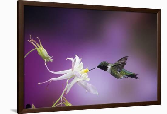 Ruby-Throated Hummingbird Female on Mckana's Hybrid Columbine, Shelby County, Illinois-Richard and Susan Day-Framed Photographic Print