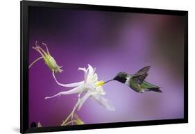 Ruby-Throated Hummingbird Female on Mckana's Hybrid Columbine, Shelby County, Illinois-Richard and Susan Day-Framed Photographic Print