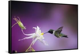 Ruby-Throated Hummingbird Female on Mckana's Hybrid Columbine, Shelby County, Illinois-Richard and Susan Day-Framed Stretched Canvas