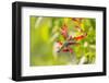 Ruby-throated hummingbird female-Richard and Susan Day-Framed Photographic Print