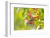 Ruby-throated hummingbird female-Richard and Susan Day-Framed Photographic Print