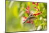 Ruby-throated hummingbird female-Richard and Susan Day-Mounted Photographic Print