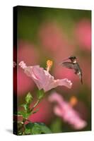 Ruby-throated hummingbird flying to Hibiscus flower, USA-Rolf Nussbaumer-Stretched Canvas