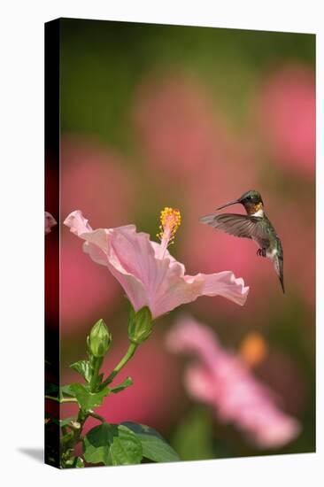 Ruby-throated hummingbird flying to Hibiscus flower, USA-Rolf Nussbaumer-Stretched Canvas