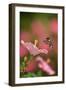 Ruby-throated hummingbird flying to Hibiscus flower, USA-Rolf Nussbaumer-Framed Photographic Print