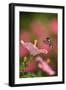 Ruby-throated hummingbird flying to Hibiscus flower, USA-Rolf Nussbaumer-Framed Photographic Print