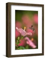 Ruby-throated hummingbird flying to Hibiscus flower, USA-Rolf Nussbaumer-Framed Photographic Print