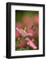 Ruby-throated hummingbird flying to Hibiscus flower, USA-Rolf Nussbaumer-Framed Photographic Print
