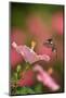 Ruby-throated hummingbird flying to Hibiscus flower, USA-Rolf Nussbaumer-Mounted Photographic Print