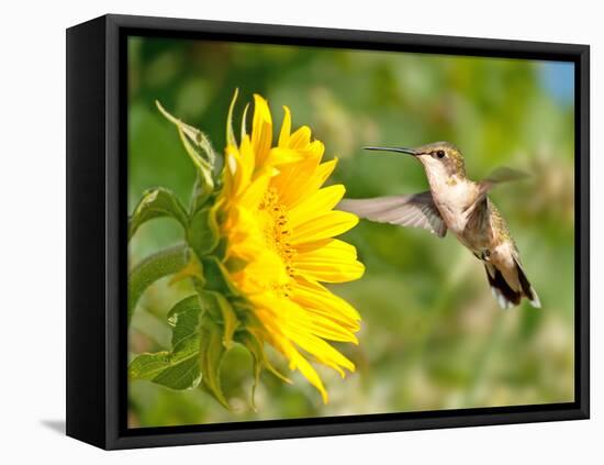 Ruby-Throated Hummingbird Hovering Next To A Bright Yellow Sunflower-Sari ONeal-Framed Stretched Canvas