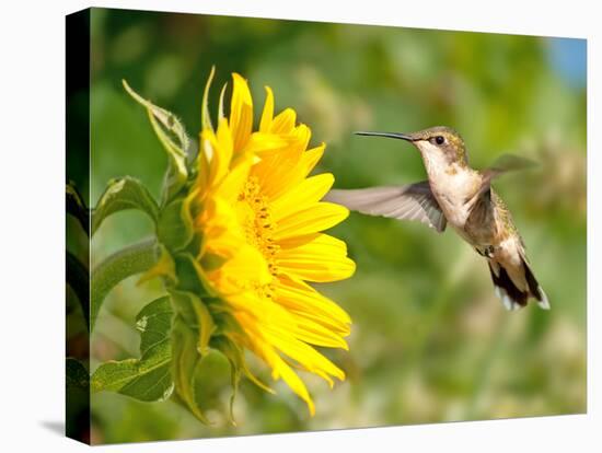Ruby-Throated Hummingbird Hovering Next To A Bright Yellow Sunflower-Sari ONeal-Stretched Canvas