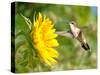 Ruby-Throated Hummingbird Hovering Next To A Bright Yellow Sunflower-Sari ONeal-Stretched Canvas