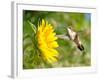 Ruby-Throated Hummingbird Hovering Next To A Bright Yellow Sunflower-Sari ONeal-Framed Photographic Print