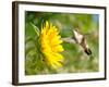 Ruby-Throated Hummingbird Hovering Next To A Bright Yellow Sunflower-Sari ONeal-Framed Photographic Print