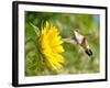 Ruby-Throated Hummingbird Hovering Next To A Bright Yellow Sunflower-Sari ONeal-Framed Photographic Print