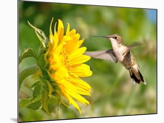 Ruby-Throated Hummingbird Hovering Next To A Bright Yellow Sunflower-Sari ONeal-Mounted Photographic Print