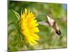 Ruby-Throated Hummingbird Hovering Next To A Bright Yellow Sunflower-Sari ONeal-Mounted Photographic Print