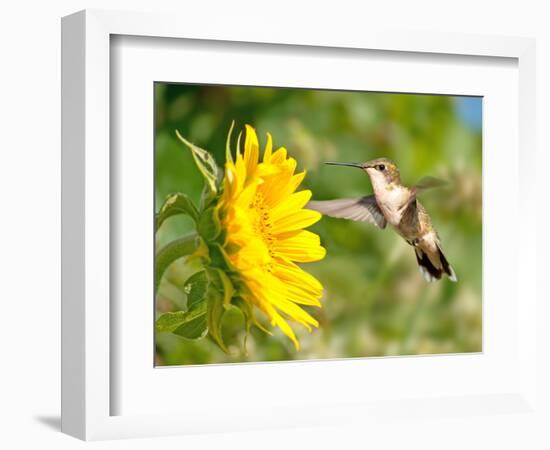 Ruby-Throated Hummingbird Hovering Next To A Bright Yellow Sunflower-Sari ONeal-Framed Photographic Print