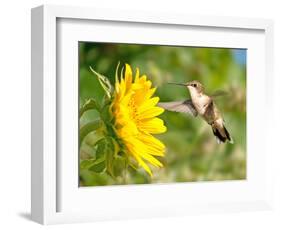 Ruby-Throated Hummingbird Hovering Next To A Bright Yellow Sunflower-Sari ONeal-Framed Photographic Print