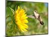 Ruby-Throated Hummingbird Hovering Next To A Bright Yellow Sunflower-Sari ONeal-Mounted Photographic Print