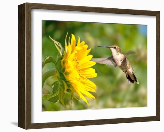 Ruby-Throated Hummingbird Hovering Next To A Bright Yellow Sunflower-Sari ONeal-Framed Photographic Print