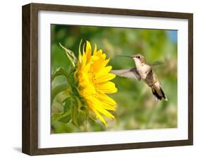 Ruby-Throated Hummingbird Hovering Next To A Bright Yellow Sunflower-Sari ONeal-Framed Photographic Print