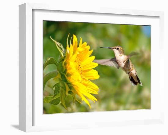 Ruby-Throated Hummingbird Hovering Next To A Bright Yellow Sunflower-Sari ONeal-Framed Photographic Print