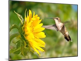 Ruby-Throated Hummingbird Hovering Next To A Bright Yellow Sunflower-Sari ONeal-Mounted Photographic Print