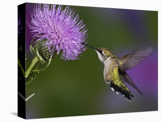 Ruby-Throated Hummingbird in Flight at Thistle Flower-Adam Jones-Stretched Canvas