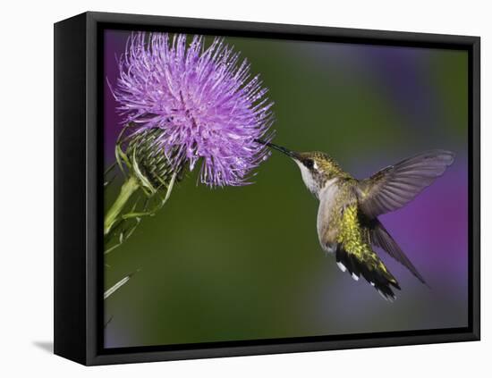 Ruby-Throated Hummingbird in Flight at Thistle Flower-Adam Jones-Framed Stretched Canvas