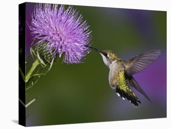 Ruby-Throated Hummingbird in Flight at Thistle Flower-Adam Jones-Stretched Canvas